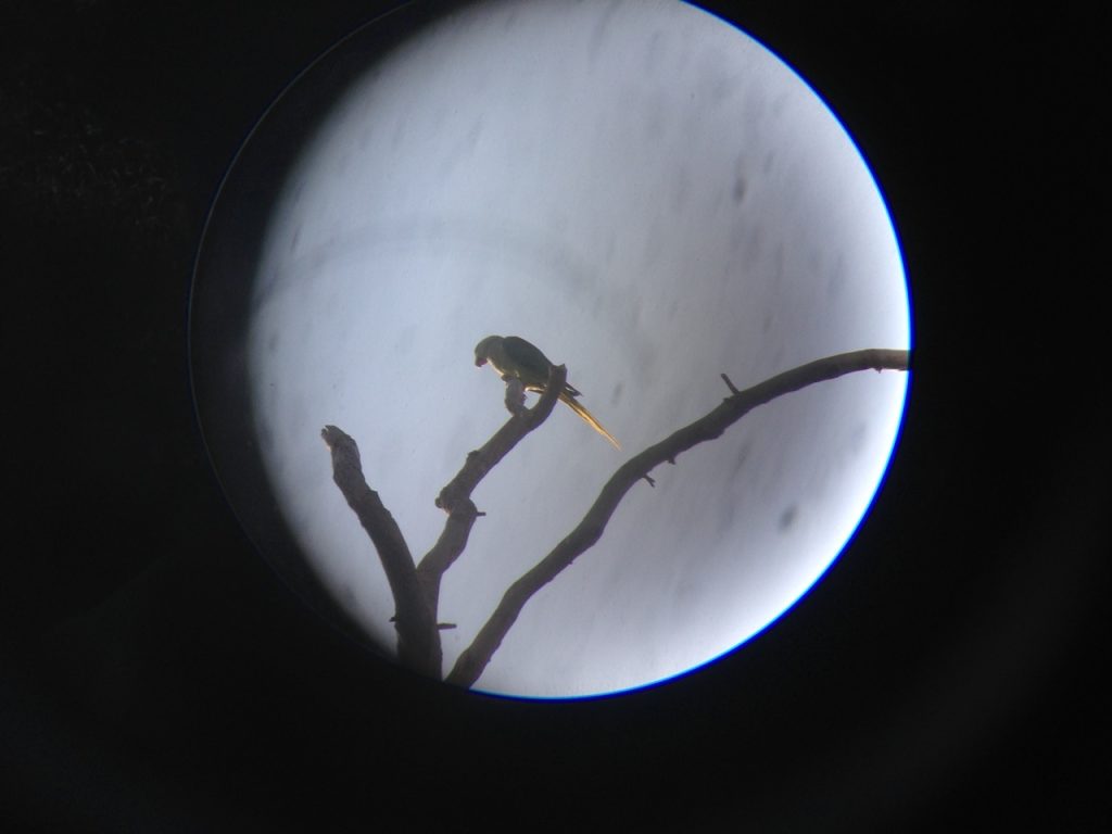 ماندگاری تصویر پرندگان امری ضروری است